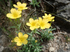 Linum campanulatum