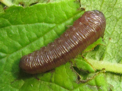 Empria pumila