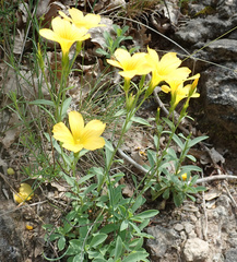 Linum campanulatum