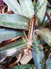 Anax aurantiacus