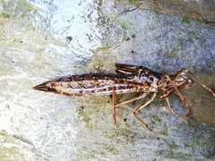 Anax aurantiacus