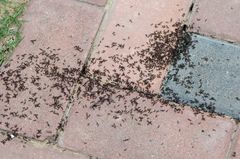 Tetramorium tsushimae