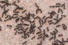 Tetramorium tsushimae