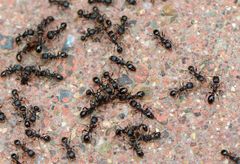 Tetramorium tsushimae