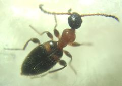 Anthelephila pedestris