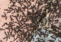 Tetramorium tsushimae