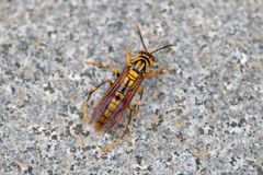Polistes rothneyi