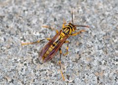 Polistes rothneyi