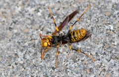 Polistes rothneyi