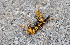 Polistes rothneyi