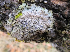 Physconia americana