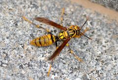 Polistes rothneyi