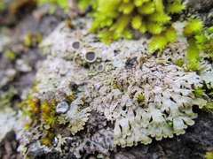 Physconia americana