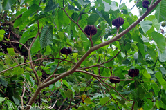 Hura polyandra