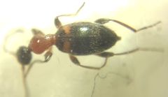 Anthelephila pedestris