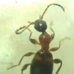 Anthelephila pedestris