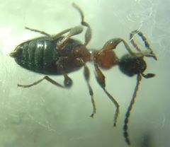 Anthelephila pedestris