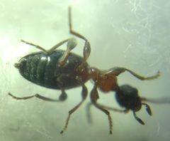 Anthelephila pedestris