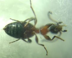 Anthelephila pedestris