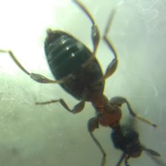 Anthelephila pedestris