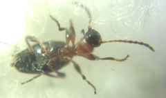 Anthelephila pedestris