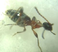 Anthelephila pedestris