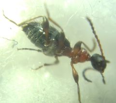 Anthelephila pedestris