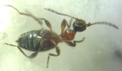 Anthelephila pedestris