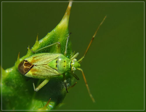 Potato Mirid