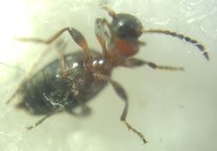 Anthelephila pedestris