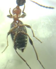 Anthelephila pedestris