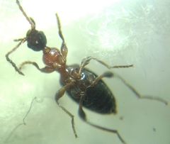 Anthelephila pedestris