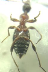 Anthelephila pedestris