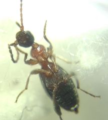 Anthelephila pedestris