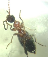 Anthelephila pedestris