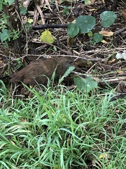 Gallirallus sylvestris