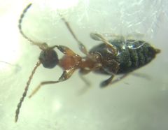 Anthelephila pedestris