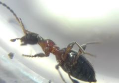 Anthelephila pedestris