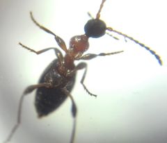 Anthelephila pedestris