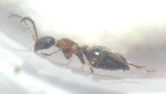 Anthelephila pedestris