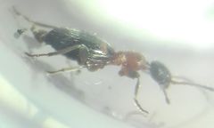 Anthelephila pedestris