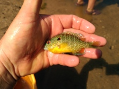Lepomis peltastes