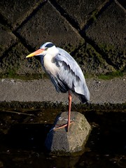 Ardea cinerea