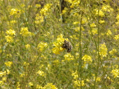 Tropinota squalida