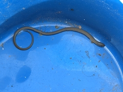Delma inornata