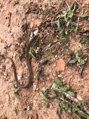 Delma inornata