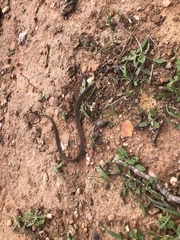 Delma inornata
