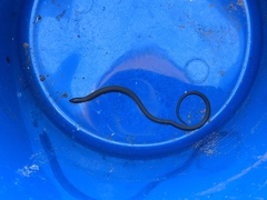 Delma inornata