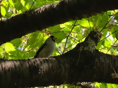 Eophona personata