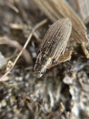 Sitona lineatus